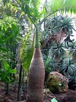 Palmiarnia, the coca cola palm