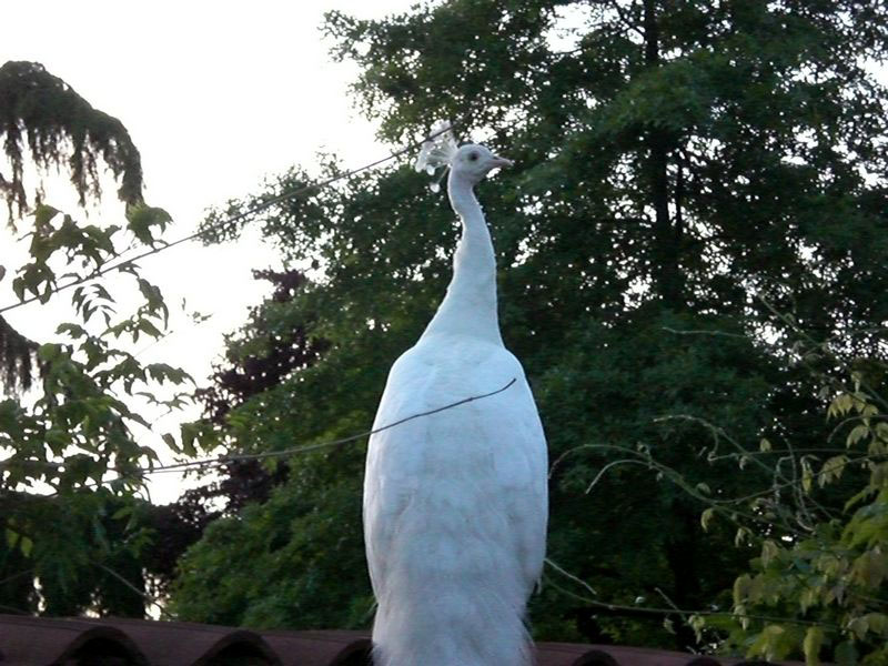 Max's peacock