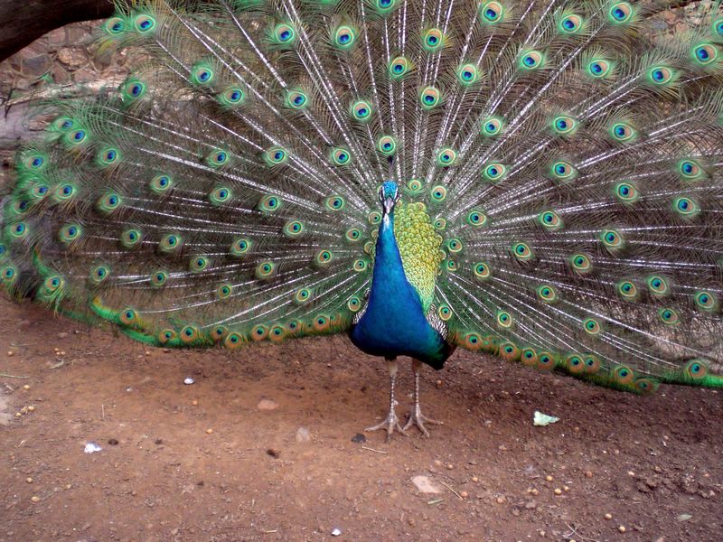 A nice peacock